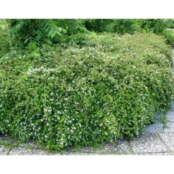Hot Viheraarni Seppelvarpu Stephanandra incisa Crispa