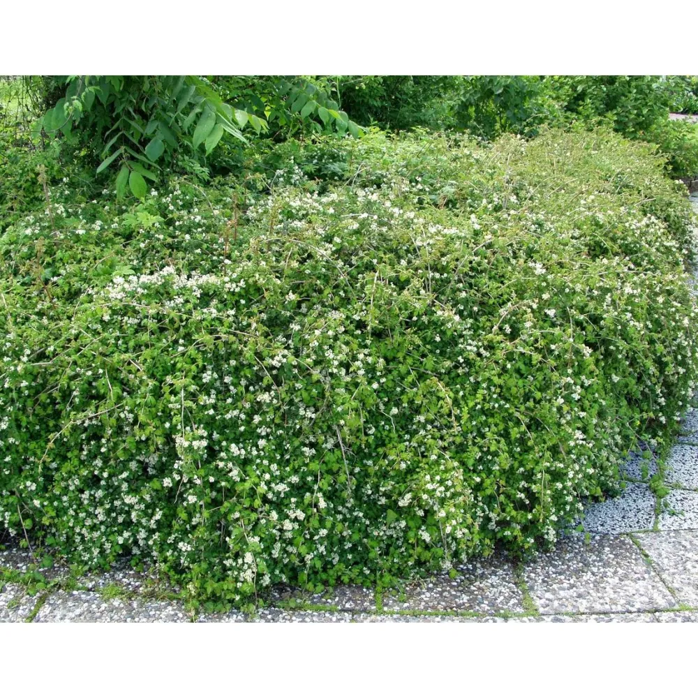 Hot Viheraarni Seppelvarpu Stephanandra incisa Crispa