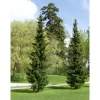 Discount Viheraarni Serbiankuusi Picea glauca Picea omorika 100-120
