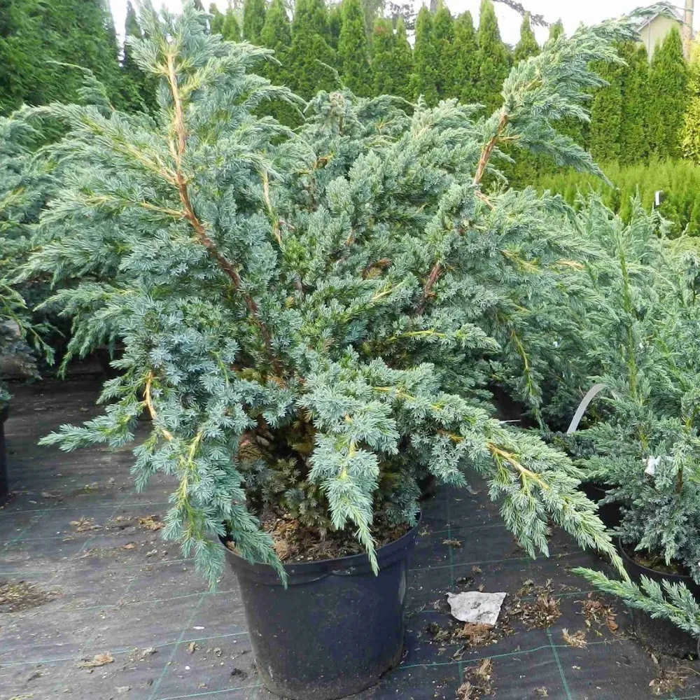Hot Viheraarni Sinikataja Juniperus sq. Meyeri 30-40