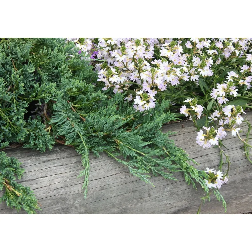 Online Viheraarni Sinilaakakataja Juniperus hor. Glauca 30-40
