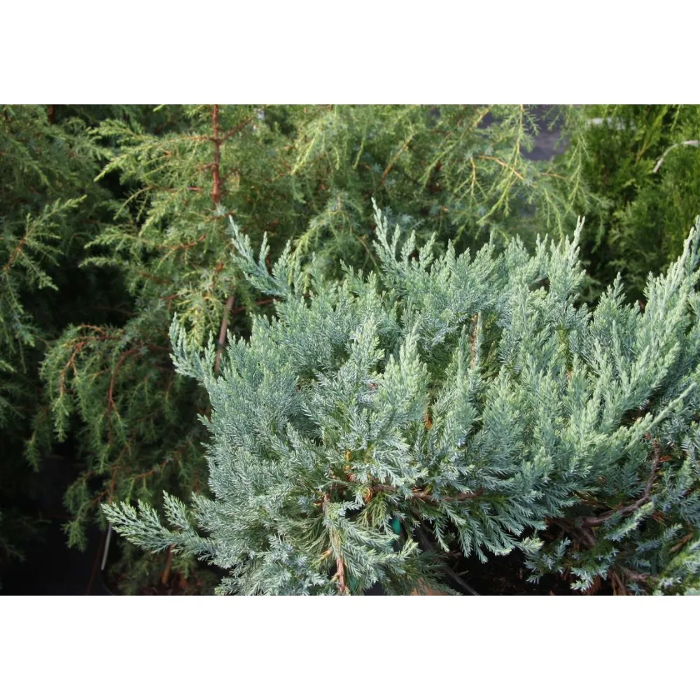Discount Viheraarni Sinilaakakataja Juniperus hor. Blue Chip 30-40