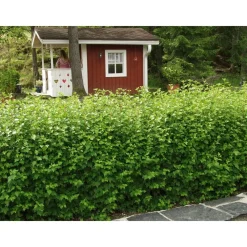 Online Viheraarni Taikinamarja Ribes alpinum