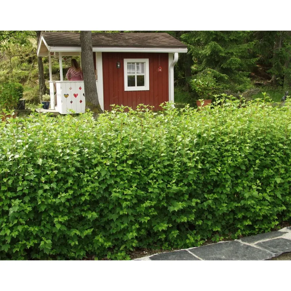 Online Viheraarni Taikinamarja Ribes alpinum