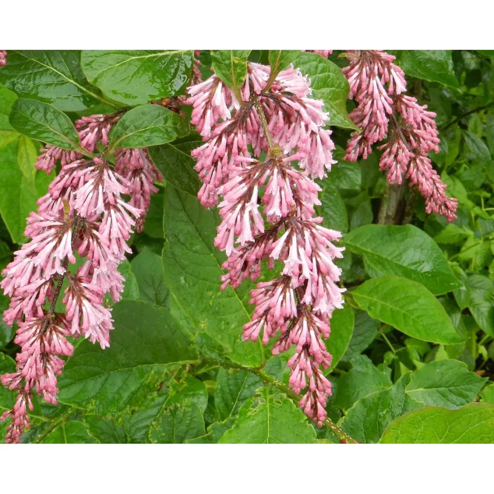Discount Viheraarni Tapaninsyreeni Syringa x henryi