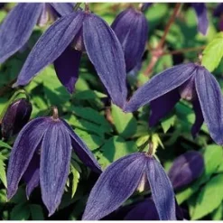 Clearance Viheraarni Tarha-alppikärhö Clematis Alpina-ryhmä Pamela Jackman