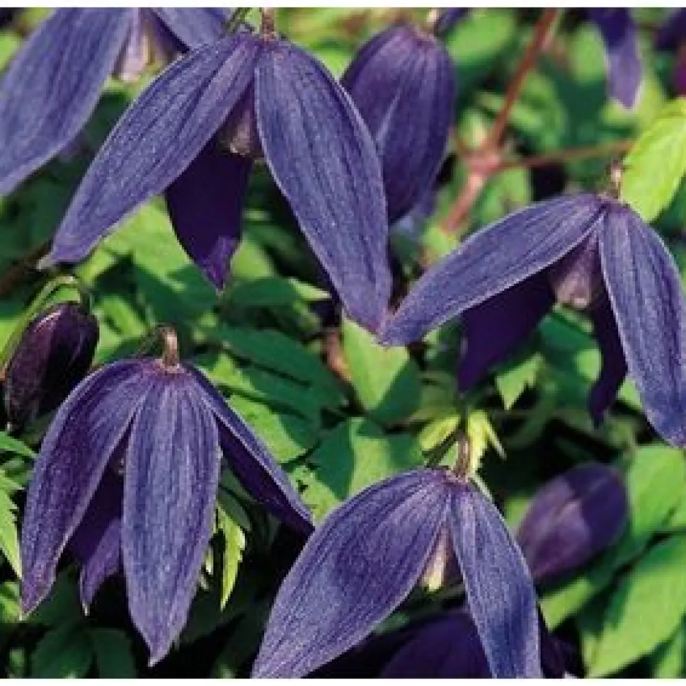 Clearance Viheraarni Tarha-alppikärhö Clematis Alpina-ryhmä Pamela Jackman