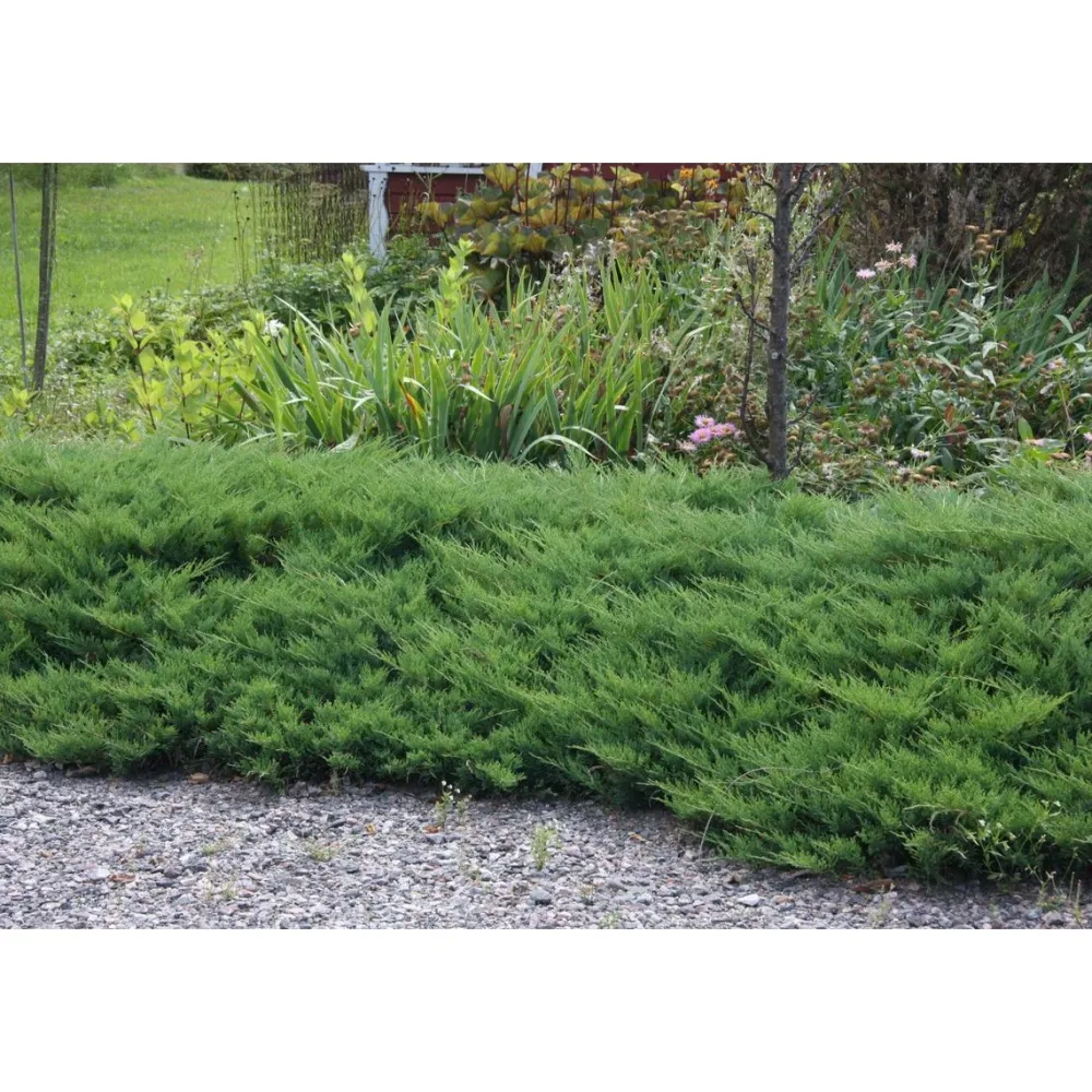 New Viheraarni Tarhakataja Juniperus x pf. Mint Julep 30-40