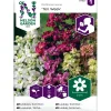 Clearance Nelson Garden Tarhaleukoija Ten Week, siemenet