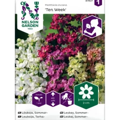 Clearance Nelson Garden Tarhaleukoija Ten Week, siemenet