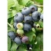 Hot Viheraarni Tarhapensasmustikka Vaccinium Northcountry