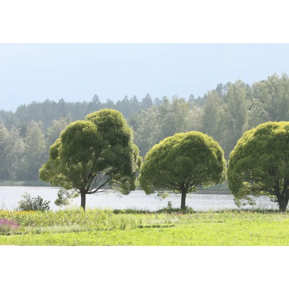 Outlet Viheraarni Terijoensalava Salix euxina Bullata