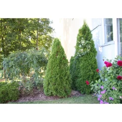 Sale Viheraarni Timanttituija Thuja occ. Smaragd 60-80