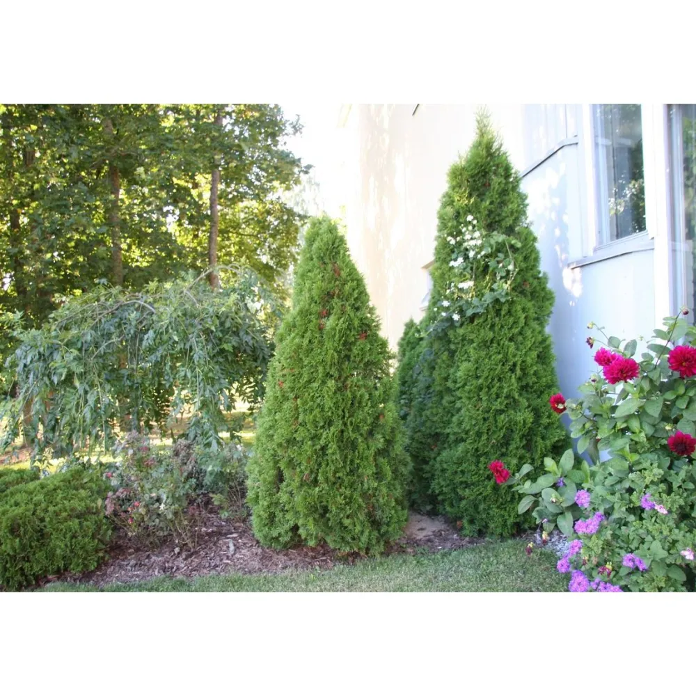 Sale Viheraarni Timanttituija Thuja occ. Smaragd 60-80