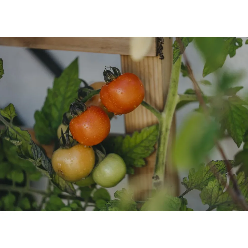 Online Nelson Garden Tomaatti Bolstar Granda Organic, siemenet