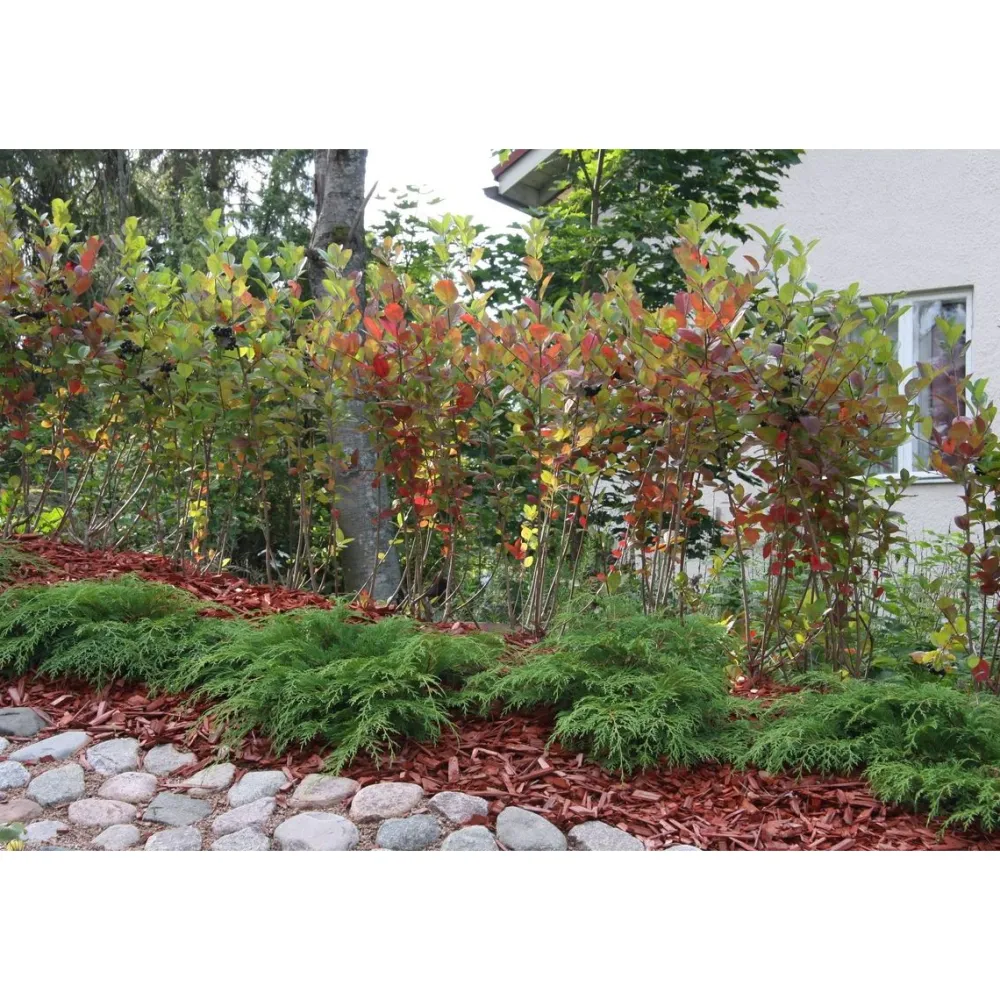 New Viheraarni Tuivio Microbiota decussata 30-40