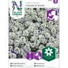 Sale Nelson Garden Tuoksupielus Carpet of Snow, siemenet