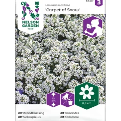 Sale Nelson Garden Tuoksupielus Carpet of Snow, siemenet