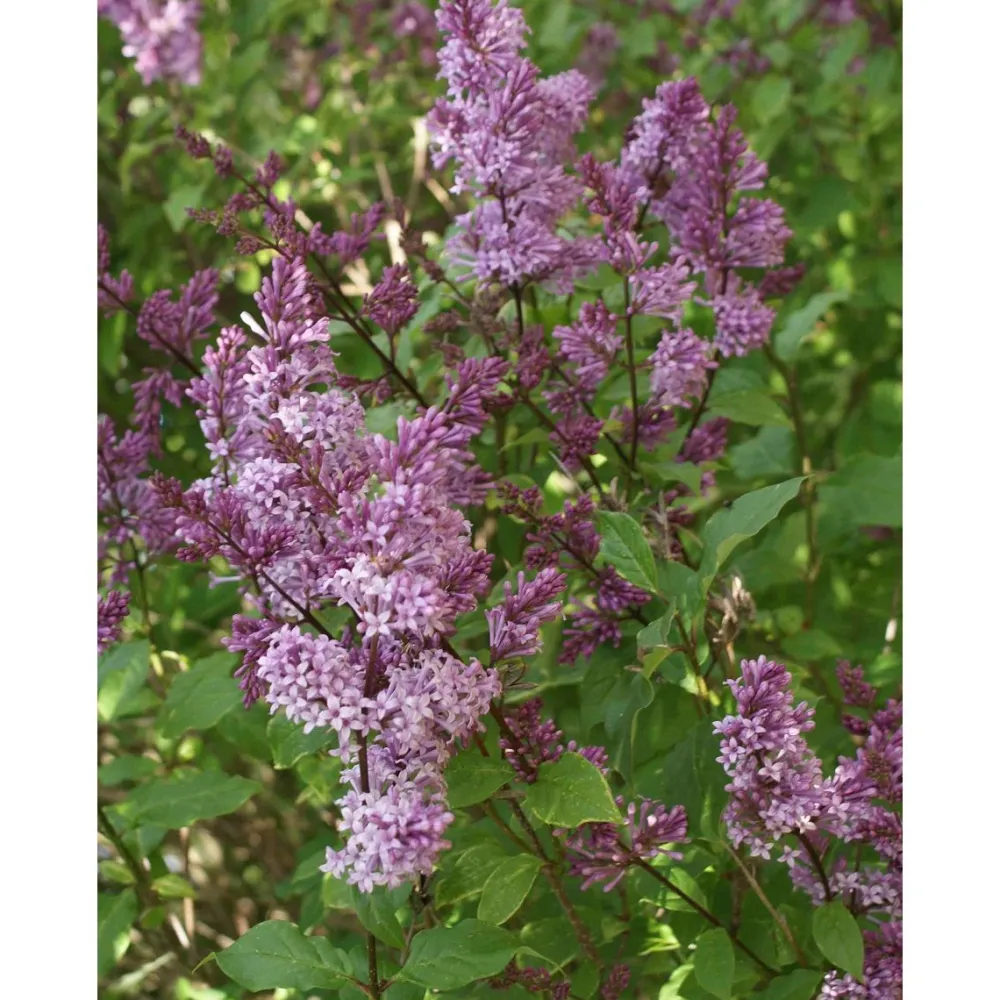 Hot Viheraarni Unkarinsyreeni Syringa josikaea Oden
