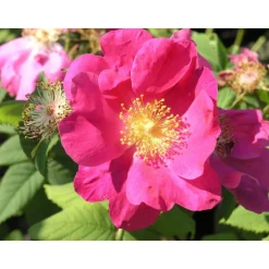 Clearance Viheraarni Valamonruusu Rosa Splendens