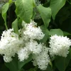 Viheraarni Valkoinen pihasyreeni Syringa vulgaris Alba