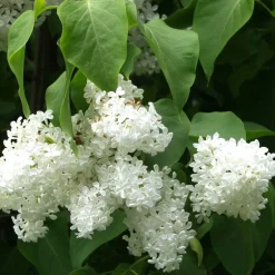 Viheraarni Valkoinen pihasyreeni Syringa vulgaris Alba