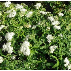 Outlet Viheraarni Valkoruusuangervo Spiraea jap. Albiflora