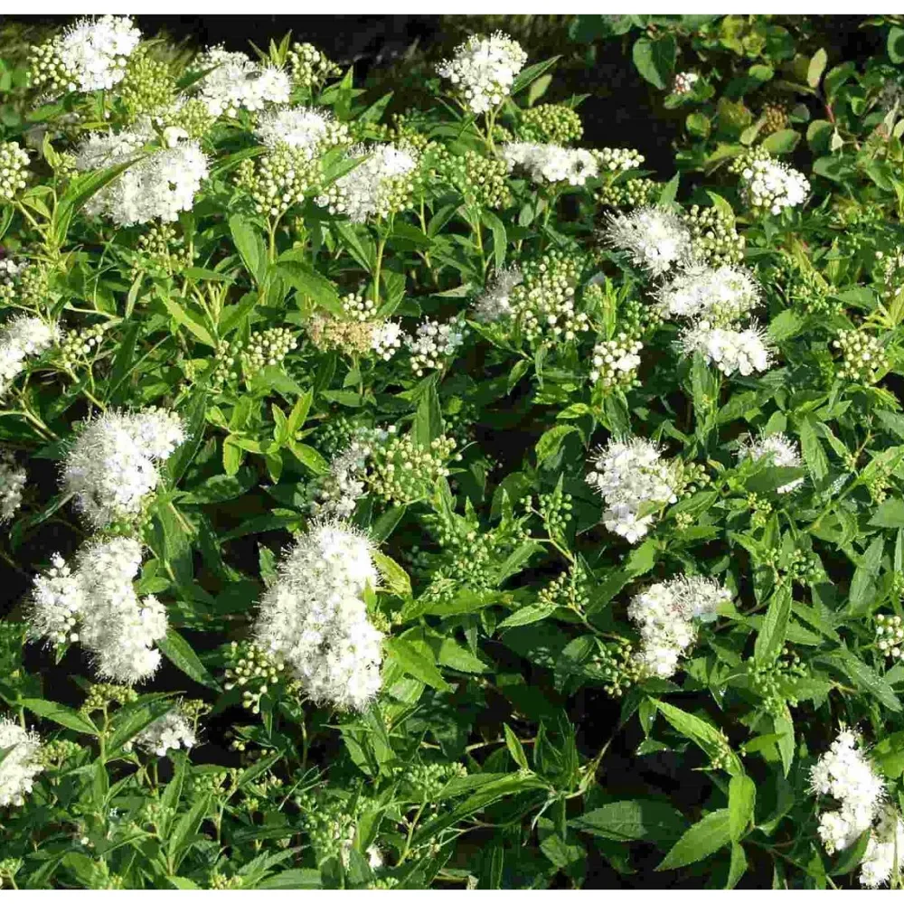 Outlet Viheraarni Valkoruusuangervo Spiraea jap. Albiflora