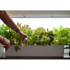 Sale Nelson Garden Vesiviljelylaatikko Harvy6, 80cm, valkoinen