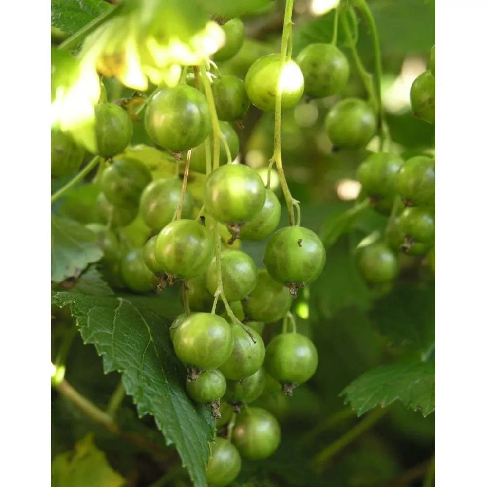 Sale Viheraarni Viherherukka Ribes nigrum Vilma